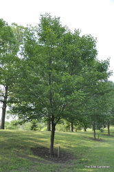 Acer rubrum 'Northwood' — photo 3